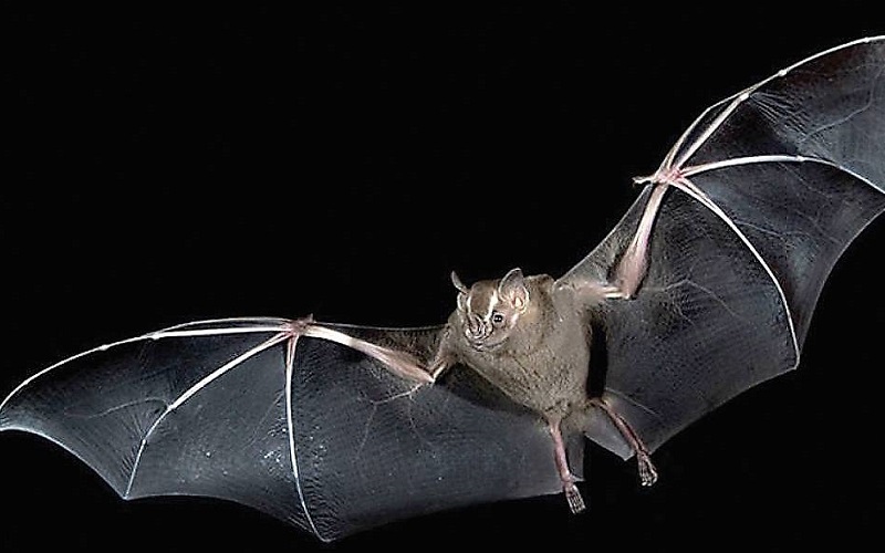Morcego espécie fauna Misto Brasília