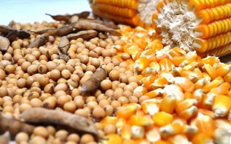 Senado aprova MP que facilita acesso a estoque de milho
