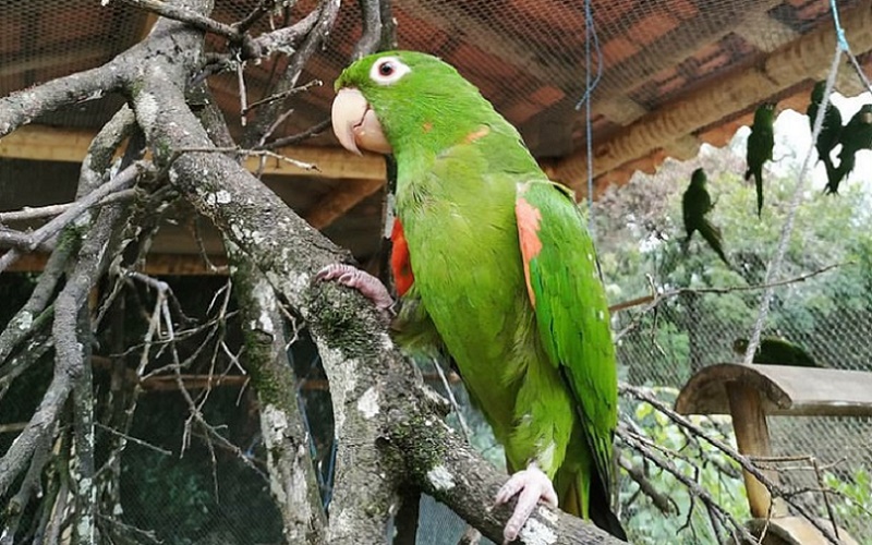 Papagaio animal silvestre ave Misto Brasil