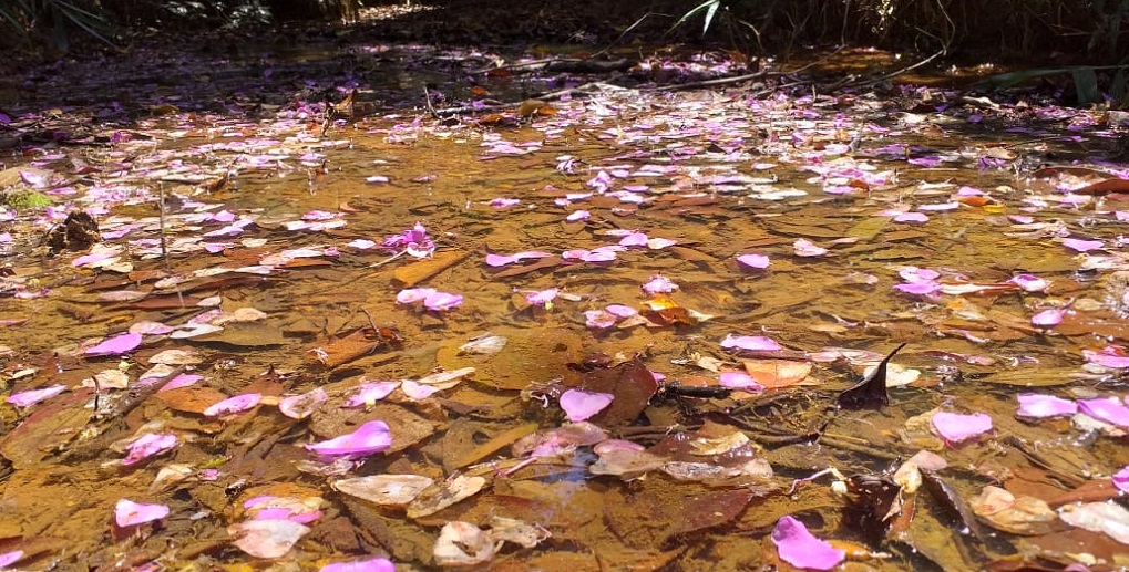 Flores caem sobre um pequeno riacho no Cerrado em área ainda preservada no Distrito Federal/Jorge Cury/Misto Brasília