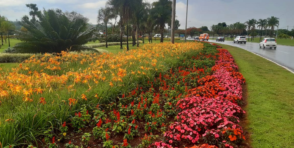 Para o lado que você olhar, sempre há um jardim com 150 mil flores nas 33 regiões administrativas do DF/Renato Alves/Agência Brasília
