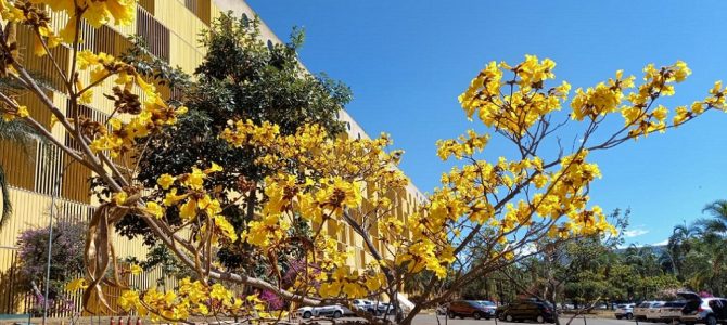 Ipê amarelo floresce ao lado do Anexo 4 da Câmara, como a desafiar o amarelo da natureza com o amarelo da indústria/Jorge Cury/Misto Brasília
