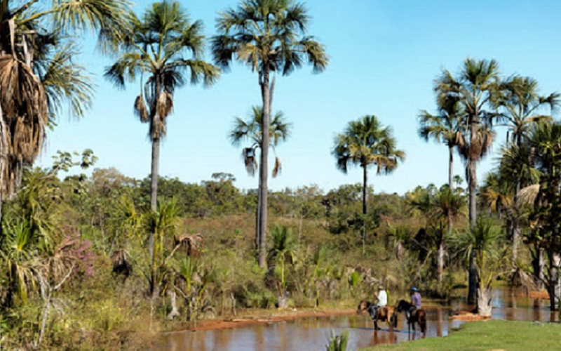 Cerrado registrou o desmatamento de mais de 1,1 milhão de hectares