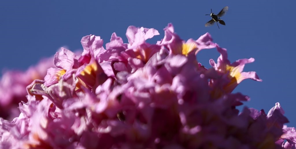 Abelha sobrevoa flor de ipê-roxo na florada que deixa Brasília ainda mais  colorida/Marcelo Camargo/Agência Brasil - Misto Brasília