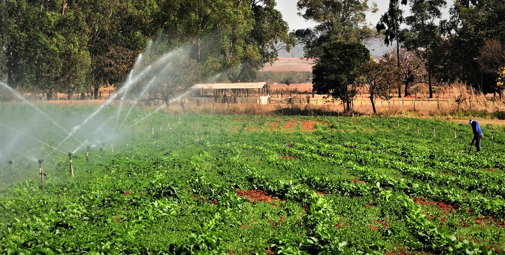Irrigação agricultura Tabatinga DF