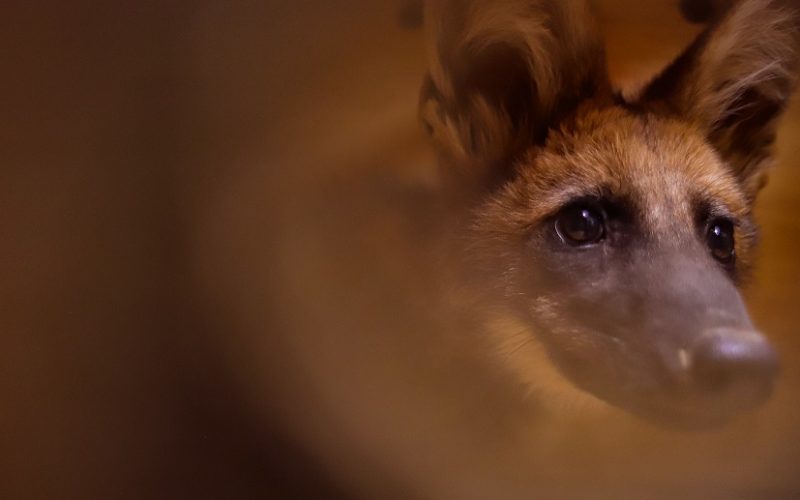 Filhote de lobo-guará resgatado e que foi integrado ao programa de conservação do Zoo de Brasília/Paulo Cavera/Inframerica