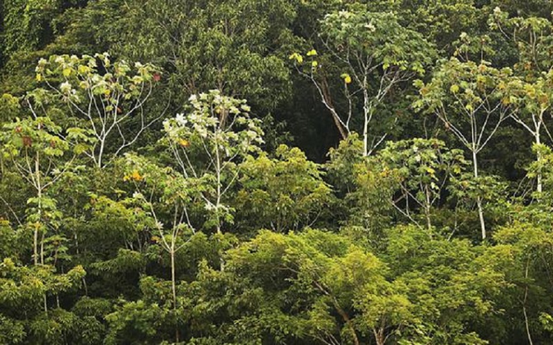 Floresta árvores amazônicas Misto brasília