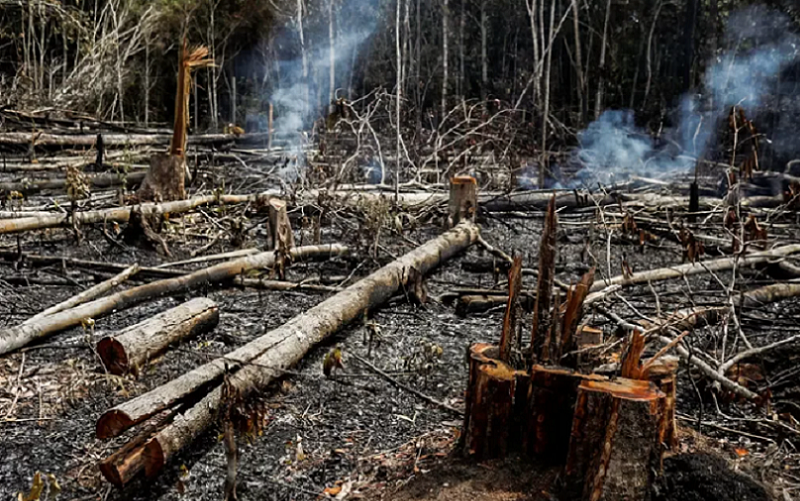 Incêndios em áreas de vegetação desafia o bioma na Amazônia