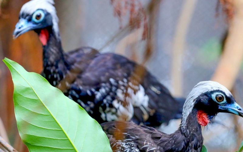 Jucutingas, pássaros ameaçados de extinção, nasceram no Zoológico de Brasília e seguem para São Paulo para voltar à natureza/Paulo H. Carvalho/Agência Brasília