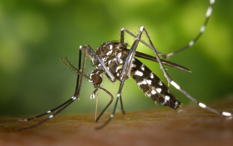 Zika mosquito Misto Brasília