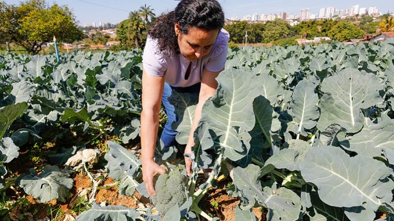 Plano Safra terá garantias para pequenos agricultores