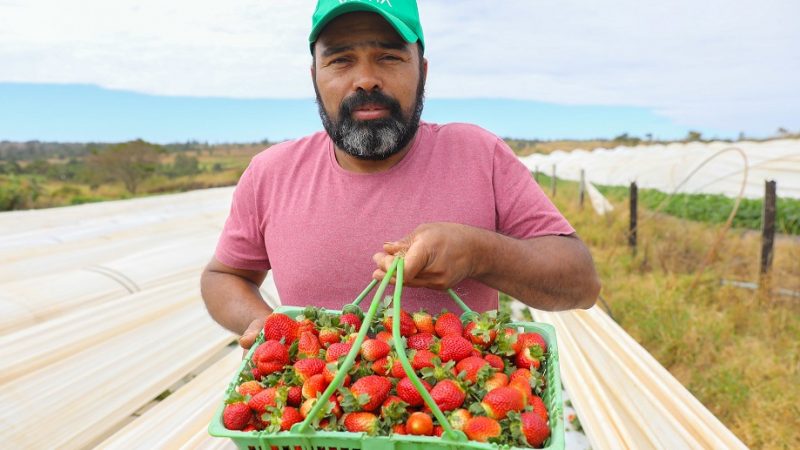 Marcos Almeida se prepara para a temporada de morango em Brazlândia, no Distrito Federal, que deverá colher 7 mil toneladas do produto/Joel Rodrigues/Agência Brasília