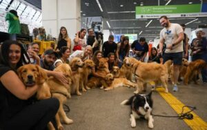 Cachorro protesto aeroporto golden retriever Misto Brasil