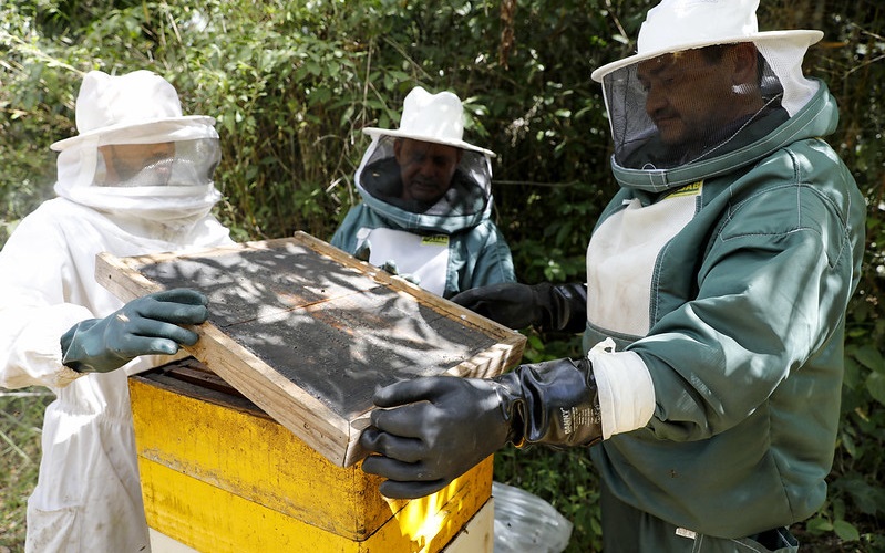 Abelha produção mel DF apicultores Misto Brasil