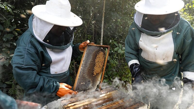 DF também se destaca na produção de mel com abelhas sem ferrão