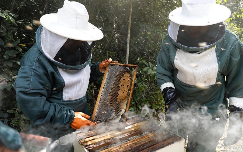 Abelhas sem ferrão produção de mel apicultores Misto Brasil