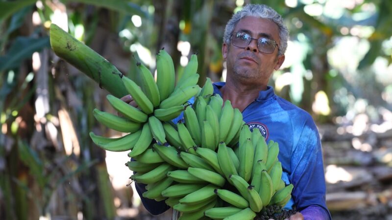 Wellington Rodrigues planta três tipos de banana em cerca de 1,1 hectare de área em Sobradinho/Joel Rodrigues/Agência Brasília