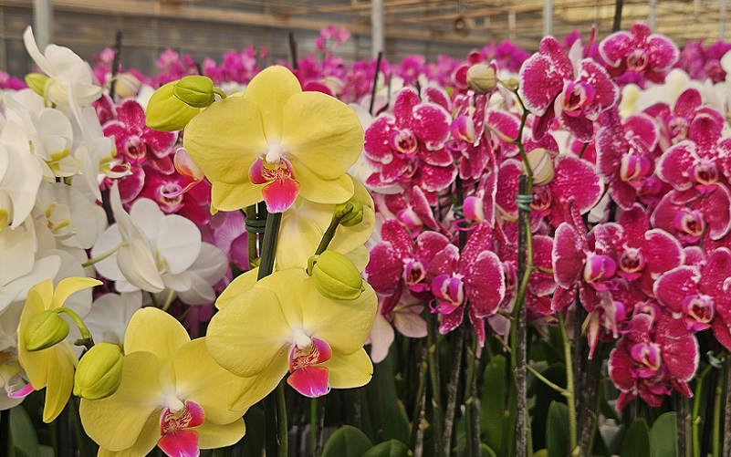Flores Orquídeas Dia das mães vendas Misto Brasil