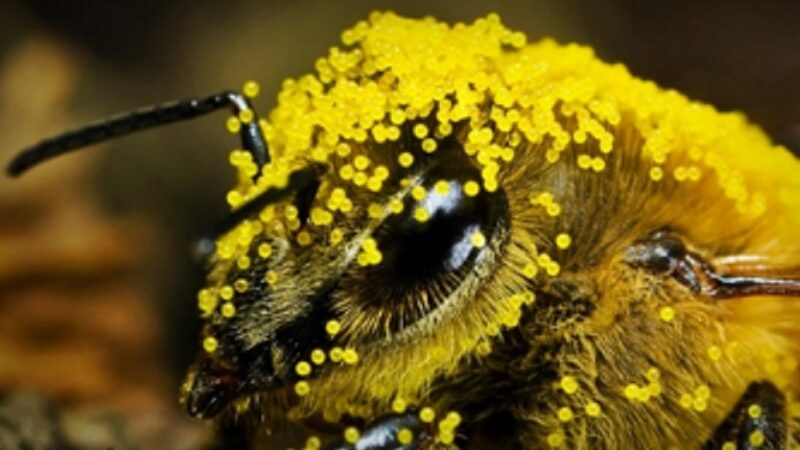 Presença de abelhas aumenta produtividade da soja em 13%