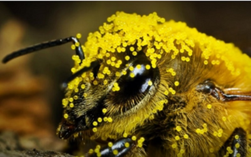 Presença de abelhas aumenta produtividade da soja em 13%