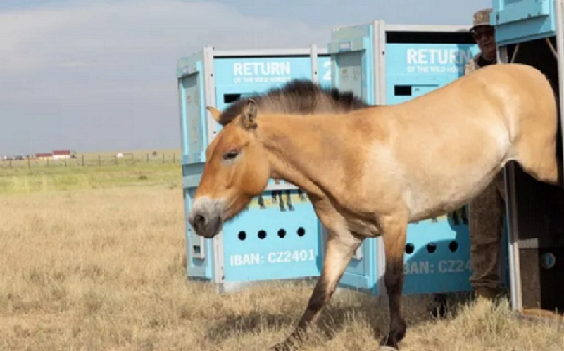 Cavalos selvagens retornam à estepe do Cazaquistão depois de séculos