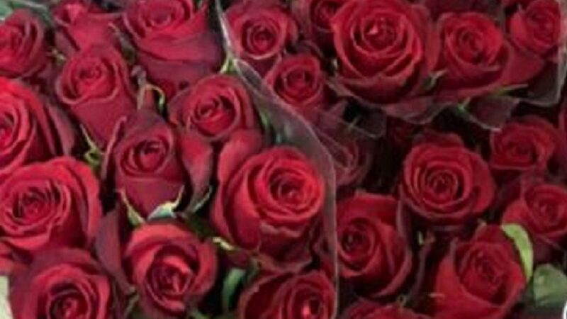 Dia dos Namorados incrementa venda de flores em 8%