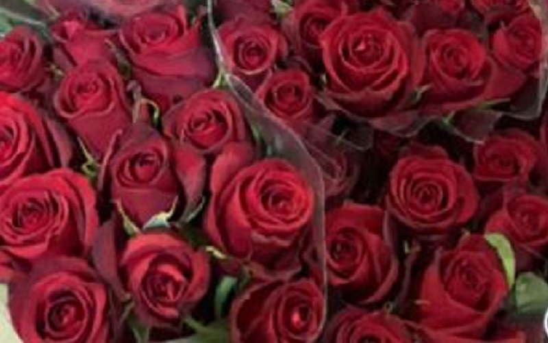 Rosas vermelhas venda Dia dos Namorados Misto Brasil